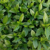 草珊瑚种苗