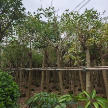 鸡冠刺桐移植袋苗福建苗木基地8到10公分批发