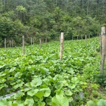 山葵