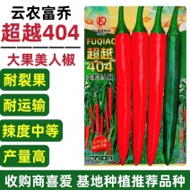 中早熟大果美人椒种子中辣美人椒种子高产硬度好耐运输基地种