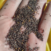 灰菜子，野生的灰菜籽