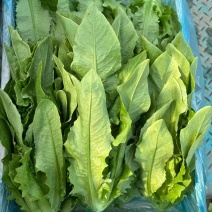 【精选】油麦菜江苏南通蔬菜基地量大从优欢迎联系