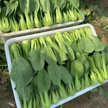 【优选】江苏上海青小油菜全年有货产地直供实力代发