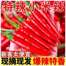 本地小米红尖椒品质好质量有保障适合超市电商货批发市场