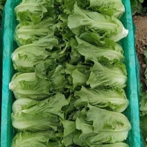 推荐江苏南通生菜意大利生菜货源充足实力代发全国