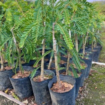 甜油甘/正品嫁接苗/基地直供