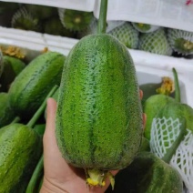 圆糯苹果丝瓜种子菜瓜种籽肉丝瓜圆丝瓜菜瓜籽种四季蔬菜