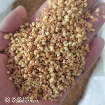 黄荞麦茶黄苦荞新货常年大货供应量大从优