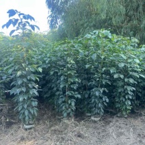秋枫原生苗1-3分，各种规格，大量低价出售