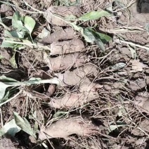 精品优质白术芽子、基地直供货源充足价格**