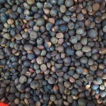 油茶小籽