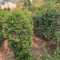 笼子桂花造型规整庭院种植易养护欢迎选购