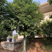精品天竺桂树形挺拔室外景观绿植移栽易活