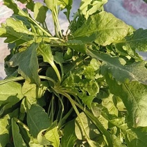 大叶荠荠菜，陆地霜后荠荠菜，口味浓郁