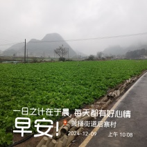 白菜苔