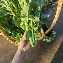 油菜心，油菜苔