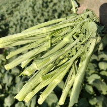 油菜苔，500斤起售