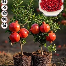 大果特大软籽红太阳石榴树苗甜石榴突尼斯无籽盆栽地栽南北方