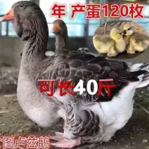 脱温1斤特大种图卢兹鹅苗坦克鹅60天挂脖满1000送50