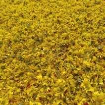 也菊花