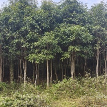 大量风景树出售，现有数量10000棵以上，量大价优