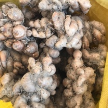 沙姜！种植时间8个月，签合同包回收需求量特别大，放心发