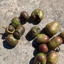 茶籽壳