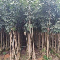 紫花风铃木原生苗1-3公分大量出售(嫁接绣球)可视频
