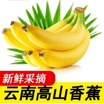 【香蕉批发】批发价薄皮新鲜整箱当季包邮特价香蕉新鲜水果