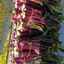 精选红菜苔贵州基地直供质量保证货源充足全国发货