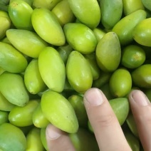 广东甜橄榄二号橄榄，广东省内发货隔日到达