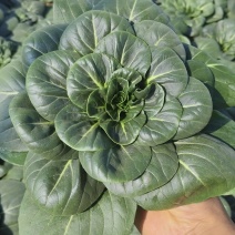 黑菜，太湖菜，趴趴菜，苏州青