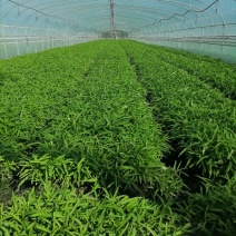 空心菜，青杆，白杆，产地直发