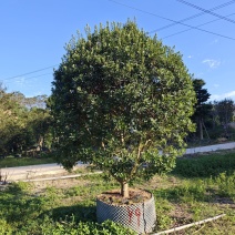 杨梅树绿化乔木福建乔木基地批发