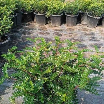 260清香木