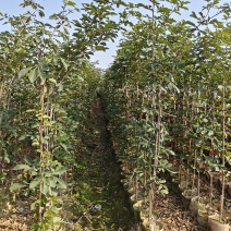 黄花风铃木（多花）米径1-2公分