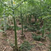 美丽异木棉原生苗2-8分，骨架苗10-20分袋苗移植袋苗