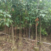 秋枫原生苗1-3公分大量出售自家货源欢迎现场看货