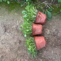 观花植物柳叶马鞭草120杯，基地有量，欢迎来一亩田订购