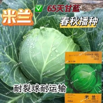米兰绿甘蓝种子抗病抗旱春秋播种原装甘蓝种子
