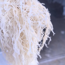 精品龙须菜工厂直发品质保障欢迎致电合作