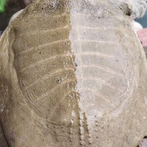 黄沙鳖公