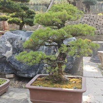 精品盆景罗汉松