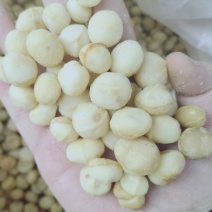 奶香味夏威夷果仁新货酥脆爽口