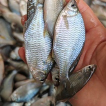 新鲜鳑鲏鱼，去内脏鳑鲏鱼。野生鳑鲏鱼新鲜