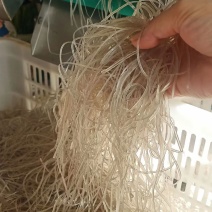 江西吉安永丰特产红薯粉丝