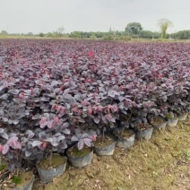 红花继木树苗庭院花卉植物树苗批发小苗红叶彩色盆景绿化工程