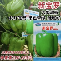 大果甜椒灯笼椒种子硬度好耐储运肉厚味甜皮光泽高产抗病甜椒