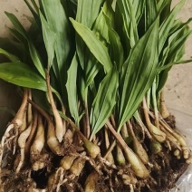 毛慈菇苗，基地直供。1件100颗