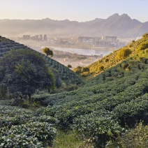 广西梧州六堡茶千亩茶园按客户要求精制六堡茶